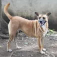 Amora