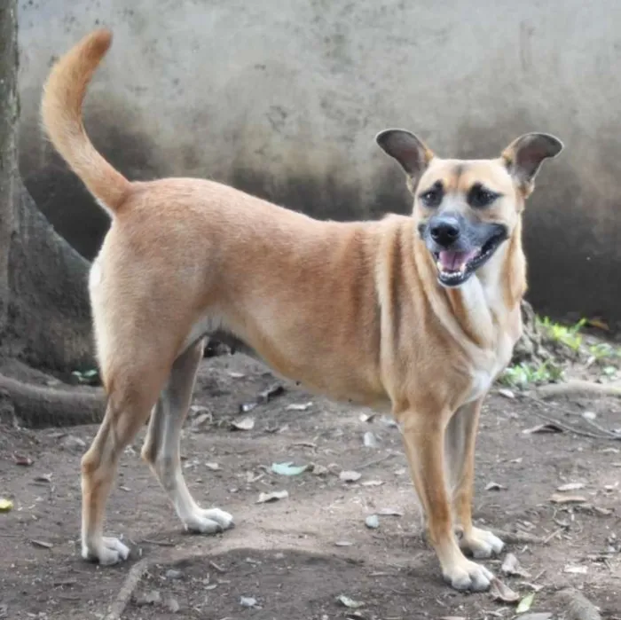 Cachorro raça SRD idade 4 anos nome Amora