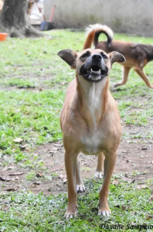 Cachorro raça SRD idade 4 anos nome Amora