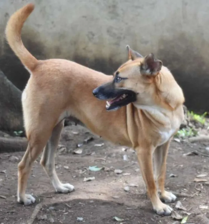 Cachorro raça SRD idade 4 anos nome Amora