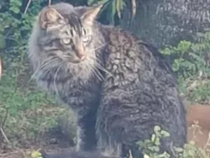 Gato raça Sem raça definida idade 3 anos nome Tom