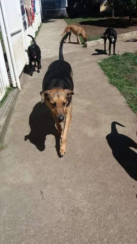 Cachorro ra a srd idade 6 ou mais anos nome Ziáh