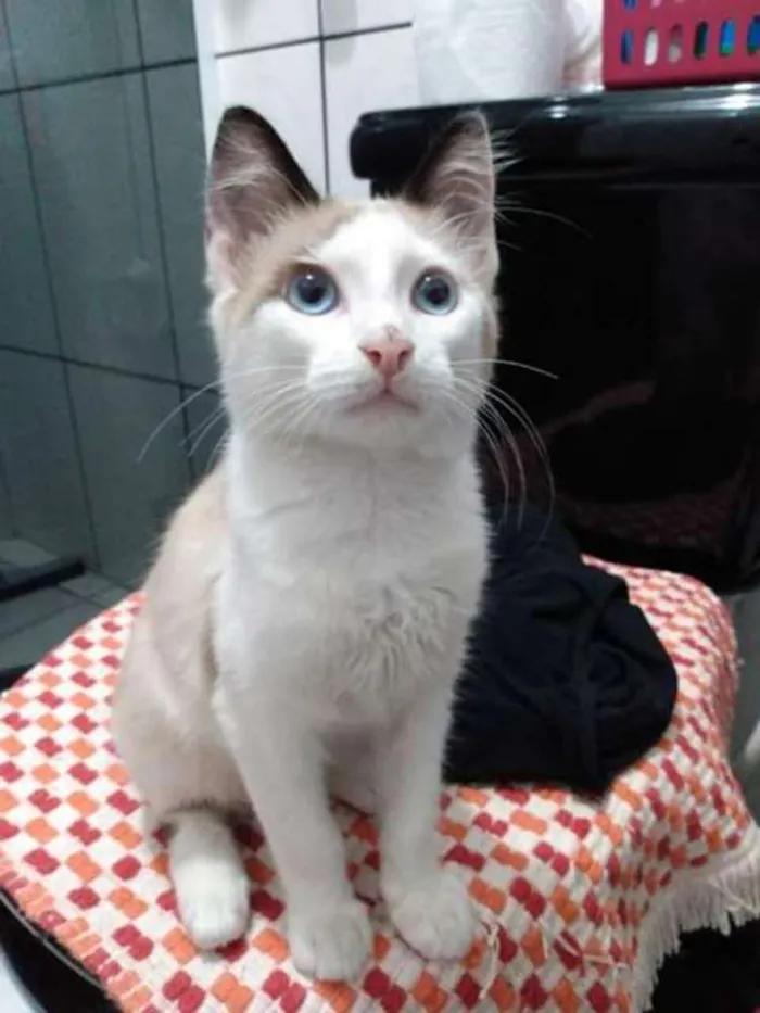 Gato ra a SRD idade 2 a 6 meses nome Sem nome