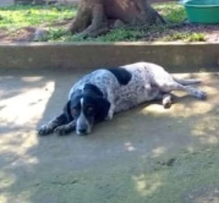 Cachorro ra a srd idade 5 anos nome Óreo