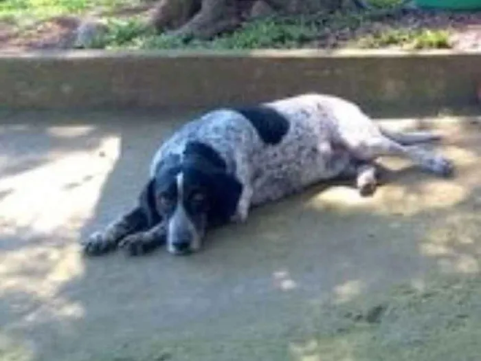 Cachorro ra a srd idade 5 anos nome Óreo