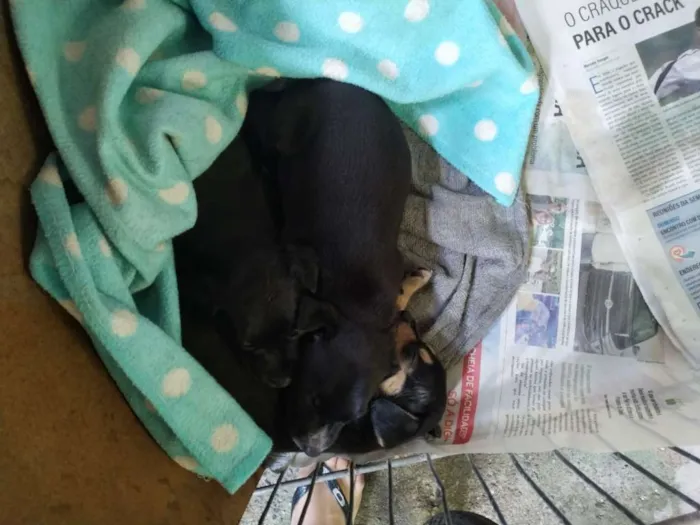 Cachorro ra a desconhecido idade Abaixo de 2 meses nome Sem nomes