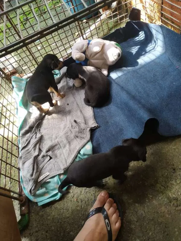 Cachorro ra a desconhecido idade Abaixo de 2 meses nome Sem nomes