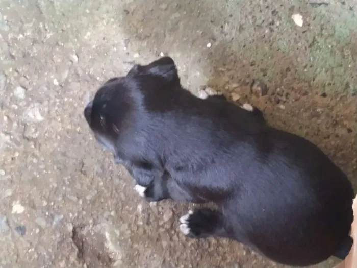 Cachorro ra a desconhecido idade Abaixo de 2 meses nome Sem nomes