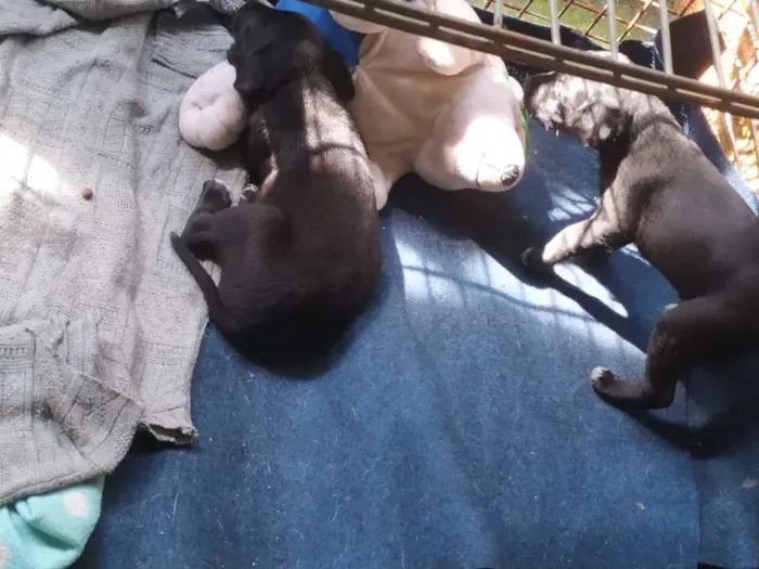 Cachorro ra a desconhecido idade Abaixo de 2 meses nome Sem nomes