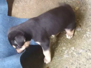 Cachorro raça desconhecido idade Abaixo de 2 meses nome Sem nomes
