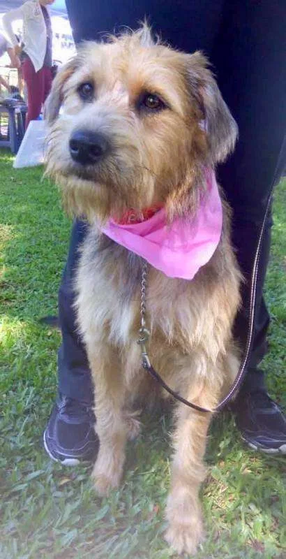 Cachorro ra a SRD idade 2 anos nome Nairóbi