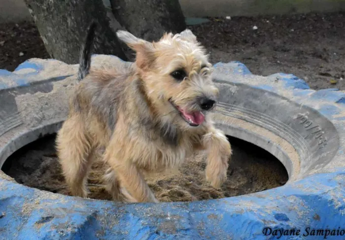 Cachorro ra a SRD idade 2 anos nome Nairóbi