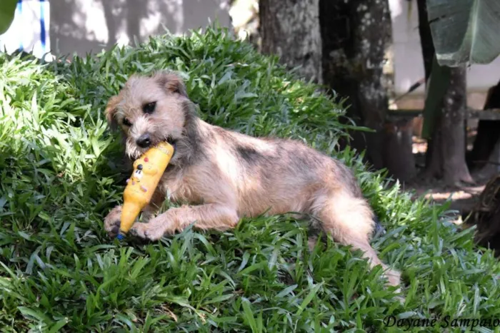 Cachorro ra a SRD idade 2 anos nome Nairóbi