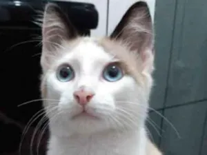 Gato raça SRD idade 2 a 6 meses nome Sem nome