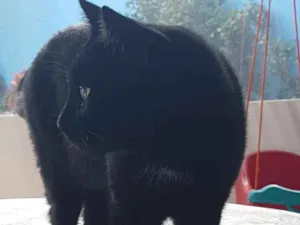 Gato raça Sem raça definida idade 2 anos nome Francisco
