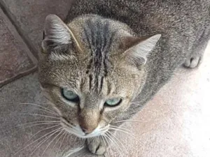 Gato raça Sem raça definida idade 3 anos nome Lobinho