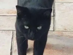 Gato raça Sem raça definida idade 3 anos nome Marie