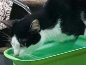 Gato raça Sem raça definida idade 3 anos nome Julieta