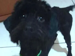 Cachorro raça Poodle idade 7 a 11 meses nome Bilu