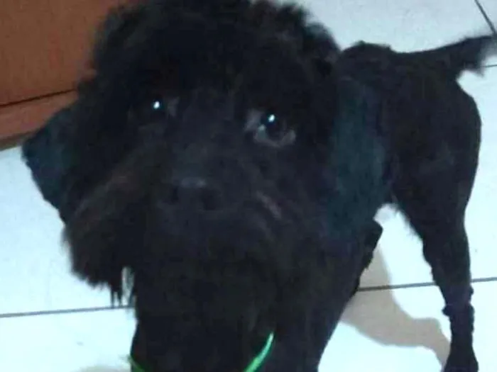 Cachorro ra a Poodle idade 7 a 11 meses nome Bilu