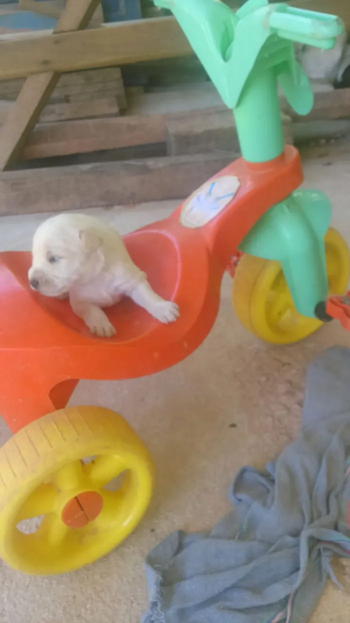 Cachorro raça Porte pequeno idade Abaixo de 2 meses nome Sem nome