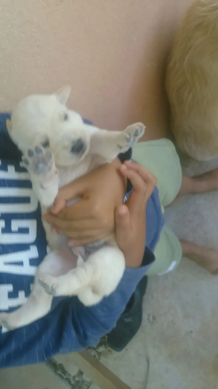 Cachorro raça Porte pequeno idade Abaixo de 2 meses nome Sem nome