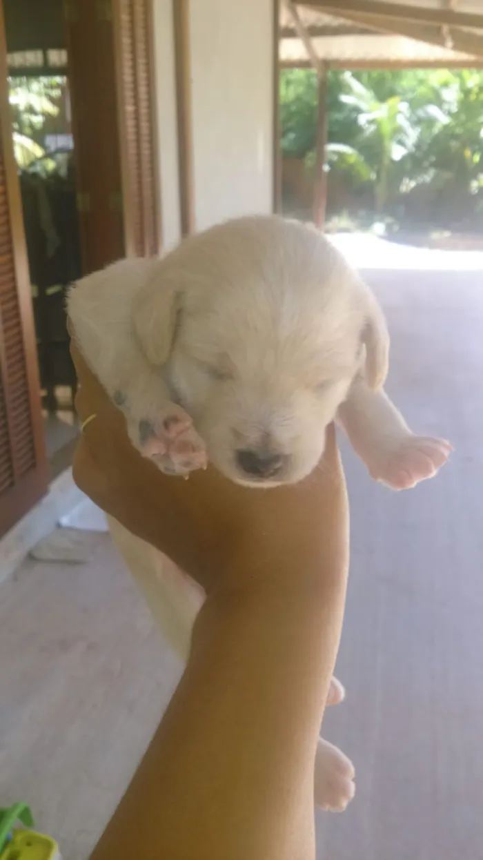 Cachorro raça Porte pequeno idade Abaixo de 2 meses nome Sem nome