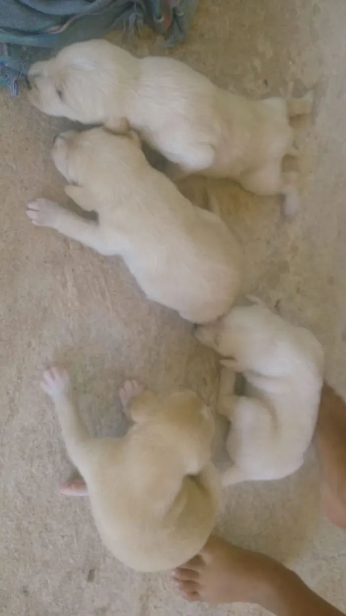 Cachorro raça Porte pequeno idade Abaixo de 2 meses nome Sem nome