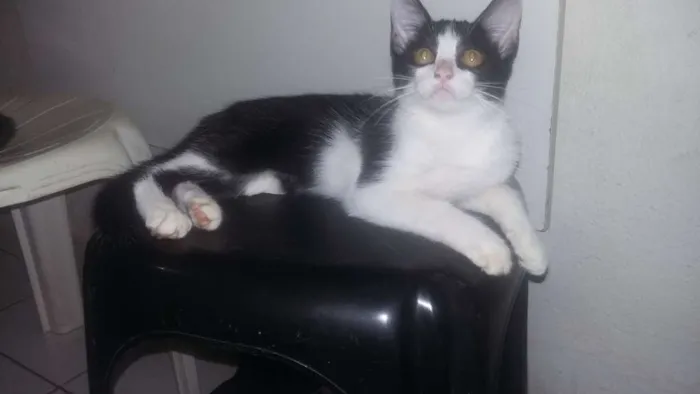 Gato ra a  idade 2 a 6 meses nome Ariana