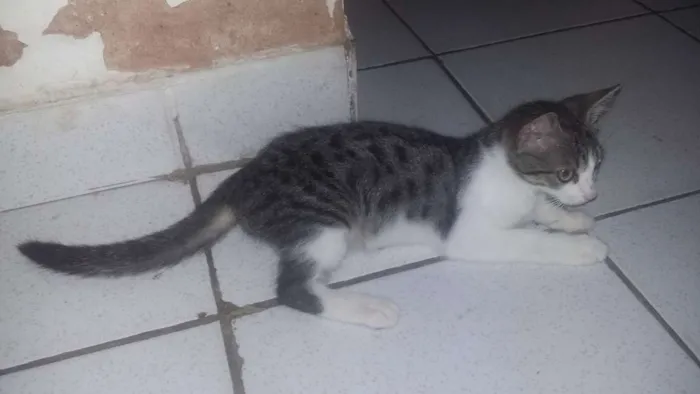 Gato ra a  idade 2 a 6 meses nome Amora