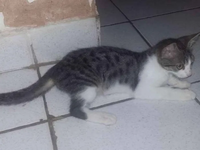 Gato ra a  idade 2 a 6 meses nome Amora