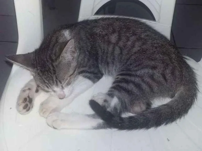 Gato ra a  idade 2 a 6 meses nome Simba
