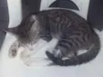 Simba