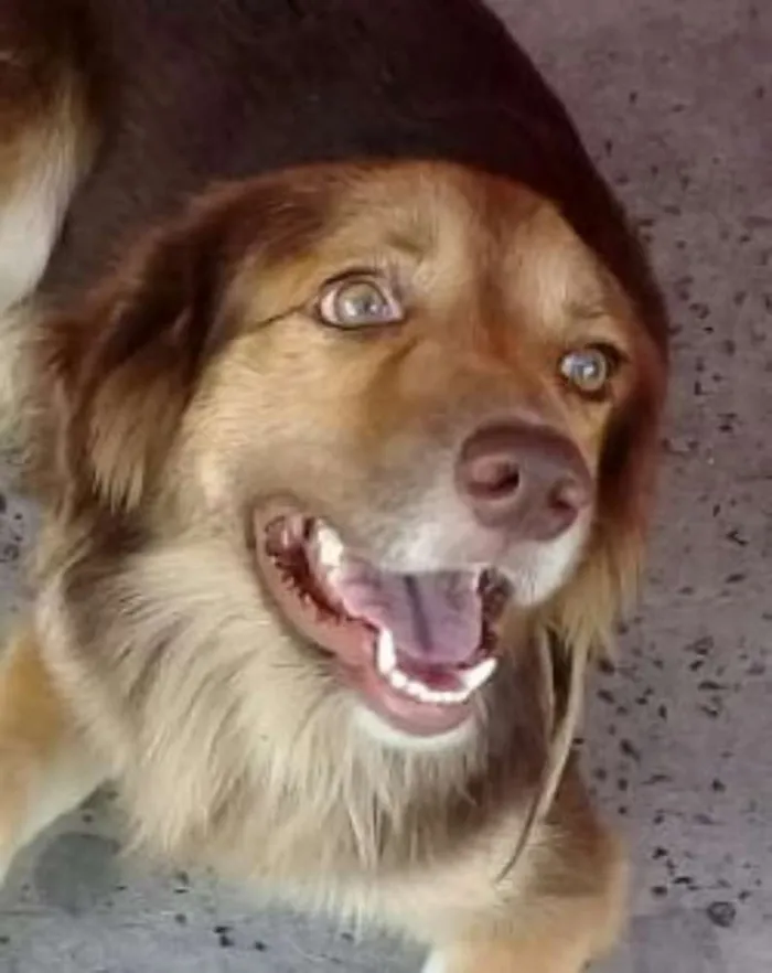 Cachorro raça SRD idade 2 anos nome Sem nome