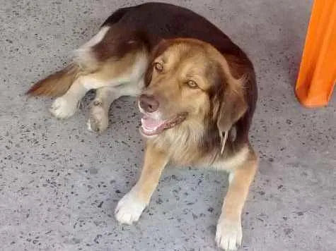 Cachorro raça SRD idade 2 anos nome Sem nome