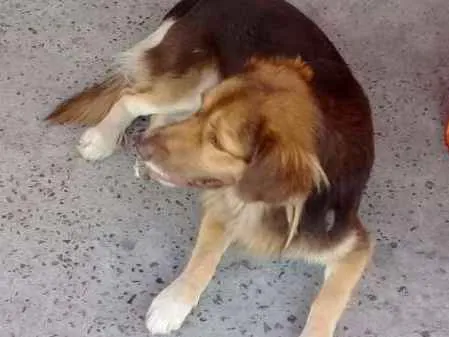 Cachorro raça SRD idade 2 anos nome Sem nome