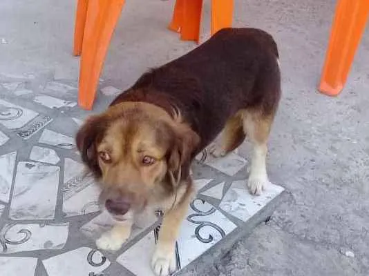 Cachorro raça SRD idade 2 anos nome Sem nome