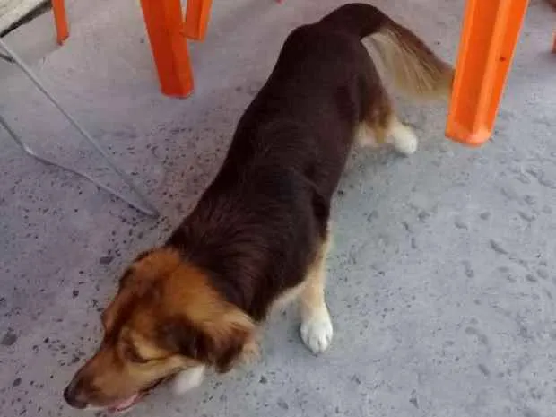 Cachorro raça SRD idade 2 anos nome Sem nome