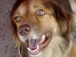 Cachorro raça SRD idade 2 anos nome Sem nome