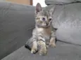 Gatinha 