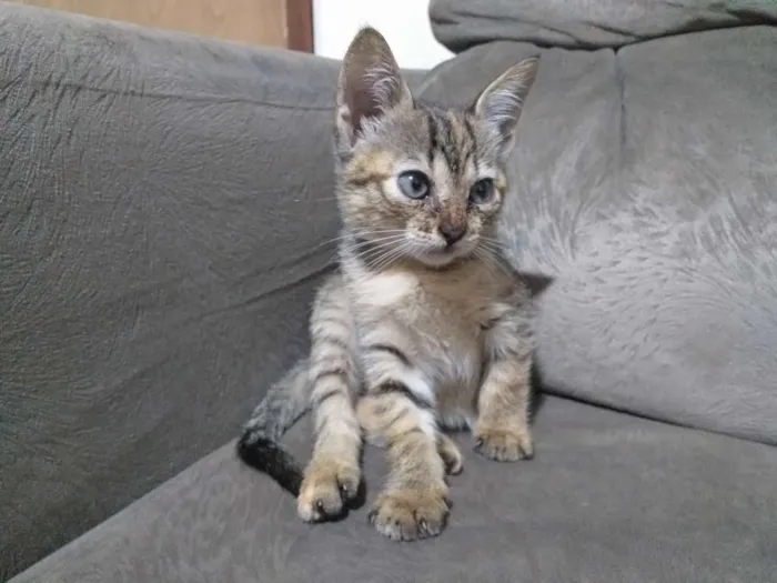 Gato ra a Sem definição  idade 2 a 6 meses nome Gatinha 