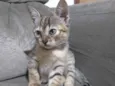 Gatinha 