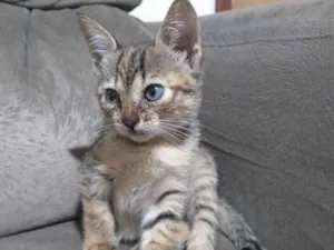 Gato raça Sem definição  idade 2 a 6 meses nome Gatinha 