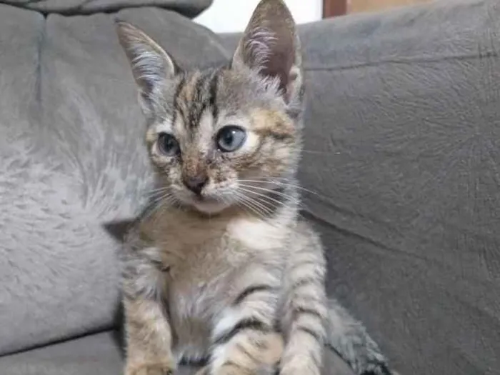 Gato ra a Sem definição  idade 2 a 6 meses nome Gatinha 