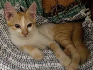 Gato raça Vira lata idade 2 a 6 meses nome Lucy