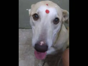 Cachorro raça Labrador idade 3 anos nome Larin