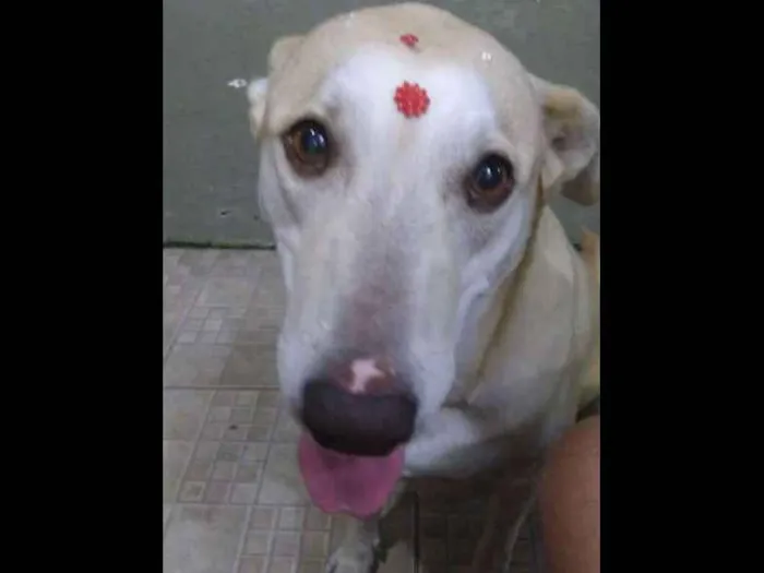 Cachorro ra a Labrador idade 3 anos nome Larin