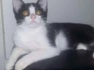 Gato raça  idade 2 a 6 meses nome Ariana