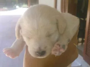 Cachorro raça Porte pequeno idade Abaixo de 2 meses nome Sem nome