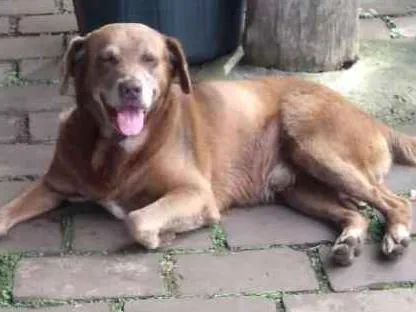 Cachorro ra a Salsicha e outro de porte G idade 4 anos nome Não identificamos